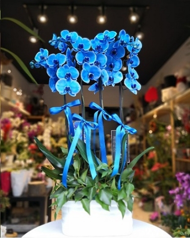 Seramik içerisinde 4 Kök Mavi Orkide